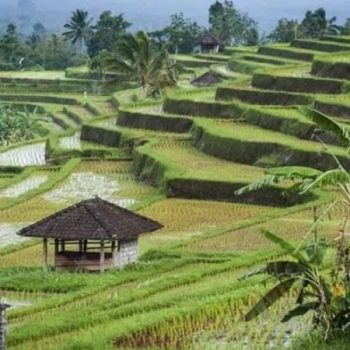 Teras Sawah Jatiluwih, Keindahan dan Kejeniusan Lokal Bali
